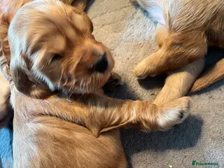 Cockapoo dogs 5 beautiful babies - Advert 16