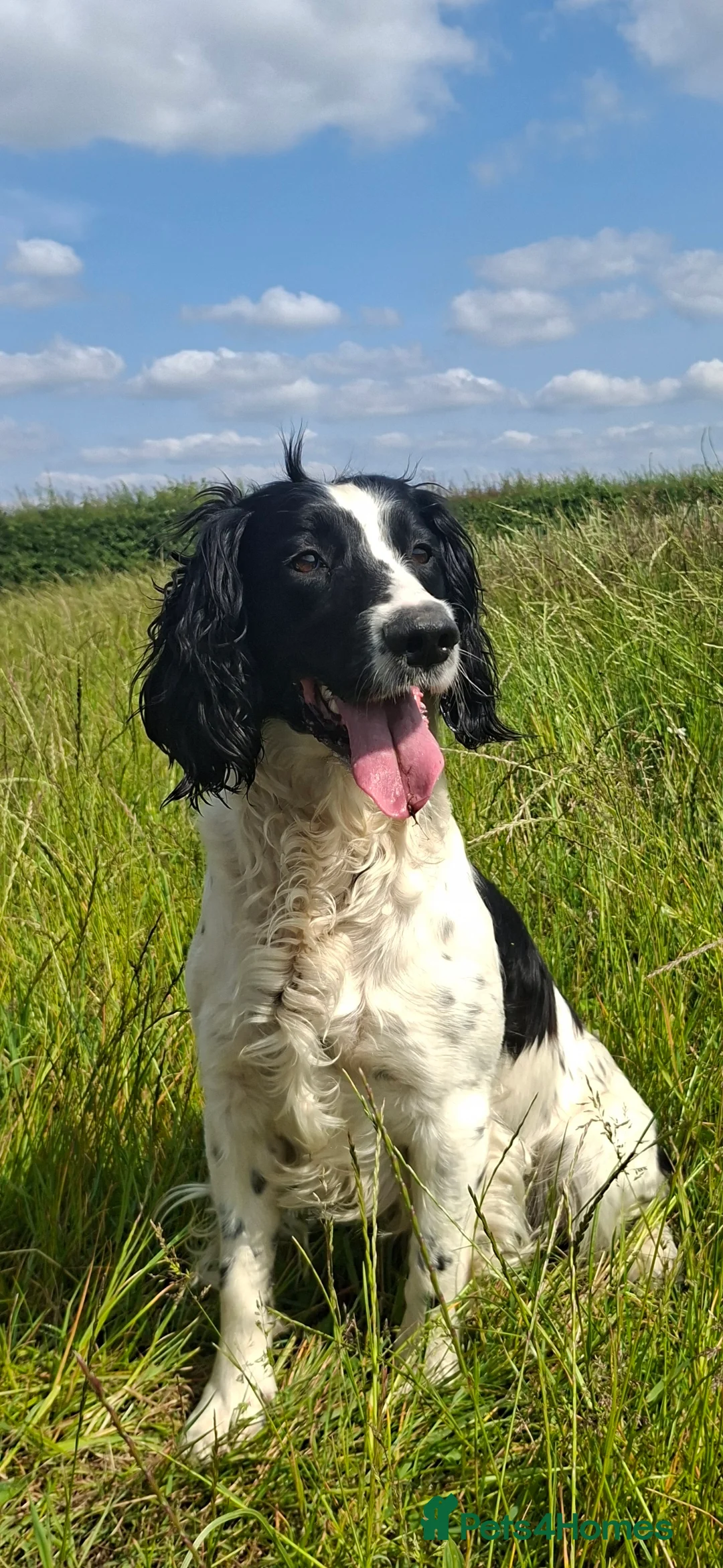 English Springer Spaniel dogs for stud: English springer spaniel  in Wolverhampton - Advert 2