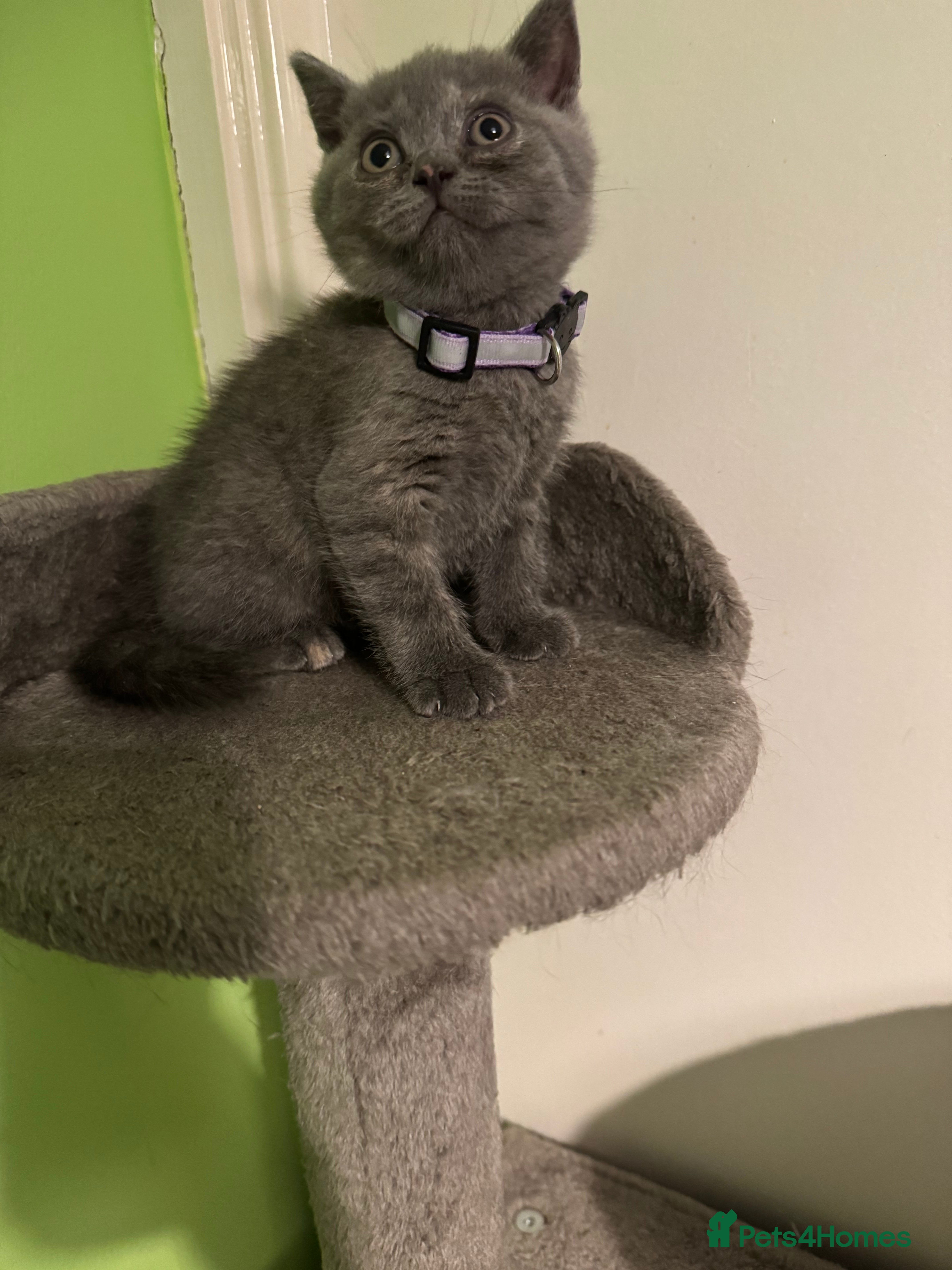 British Shorthair cats Lovely British shorthair kittens  - Advert 1