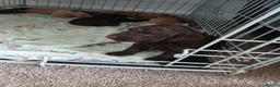 Sproodle dogs for sale: Beautiful F1B Sproodles!  in Doncaster - Advert 15