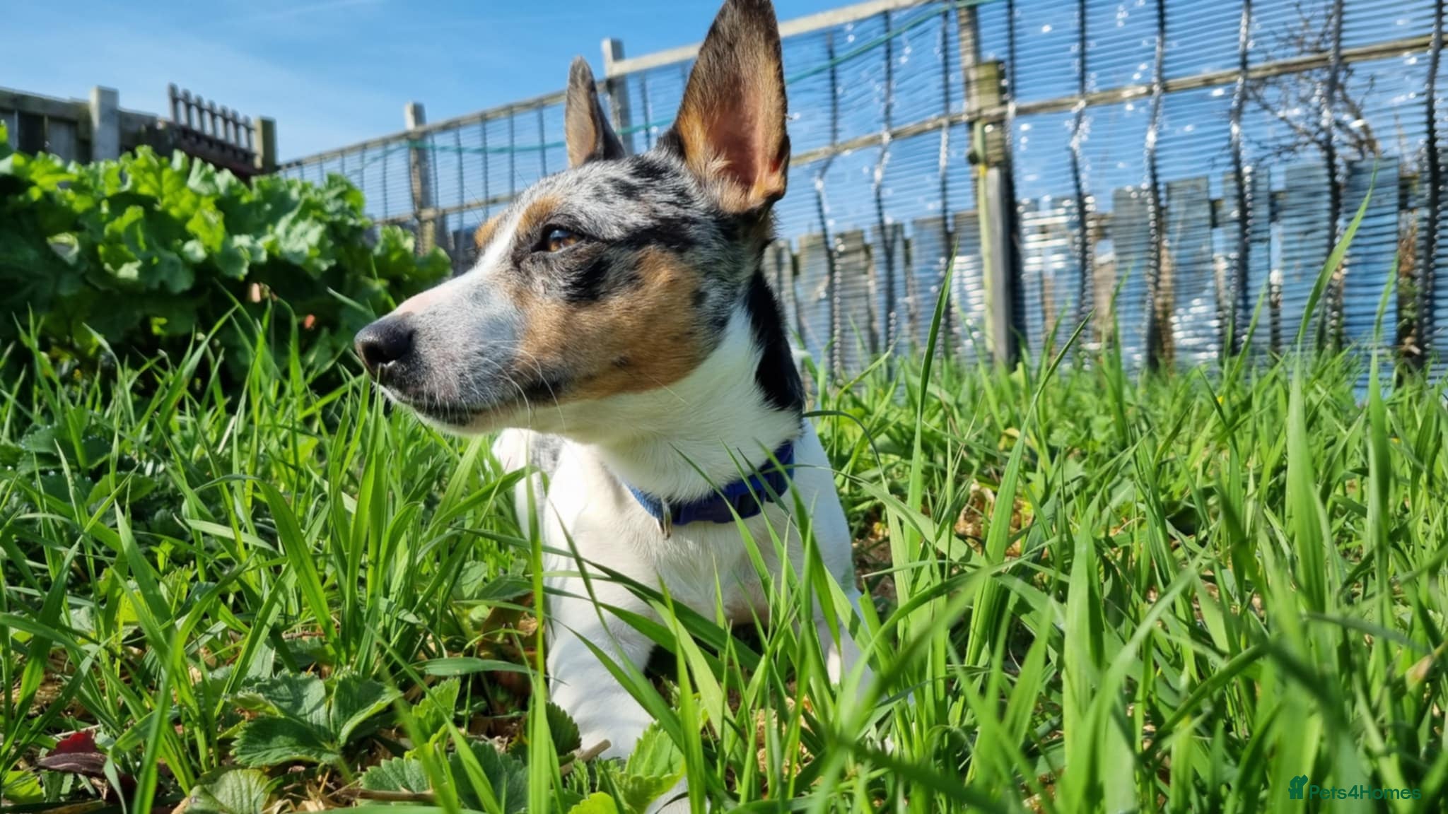 Jack Russell dogs Merle Jack russel Stud - Advert 17