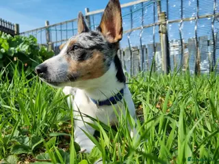 Jack Russell dogs Merle Jack russel Stud - Advert 17