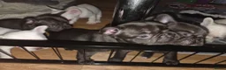 French Bulldog dogs for sale: French bulldog puppies  in Ebbw Vale - Advert 2