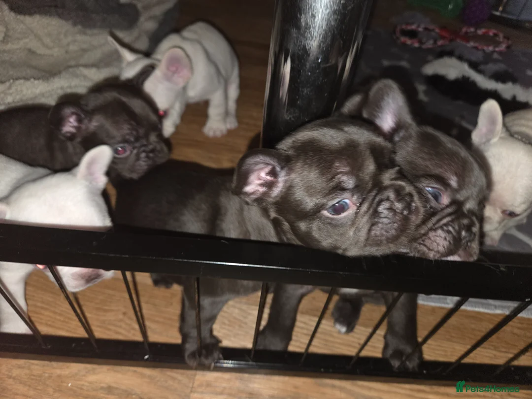 French Bulldog dogs for sale: French bulldog puppies  in Ebbw Vale - Advert 2