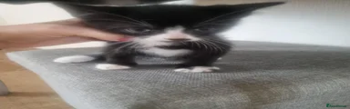 Black kitten girl 1