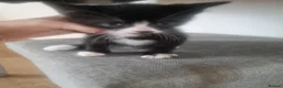 Mixed Breed cats for sale: Lovely Kittens Looking for Their Forever Homes 🐾 - Advert 5