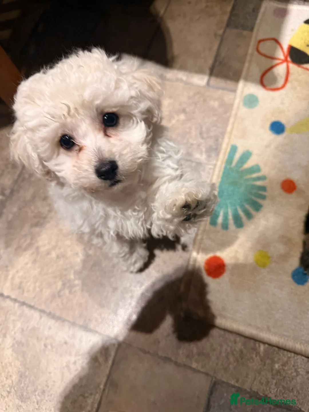 Shihpoo dogs for sale: Shihpoo - Advert 22