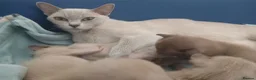 Burmese cats for sale: Beautiful Chocolate & Brown Burmese Kittens. GCCF  - Advert 2