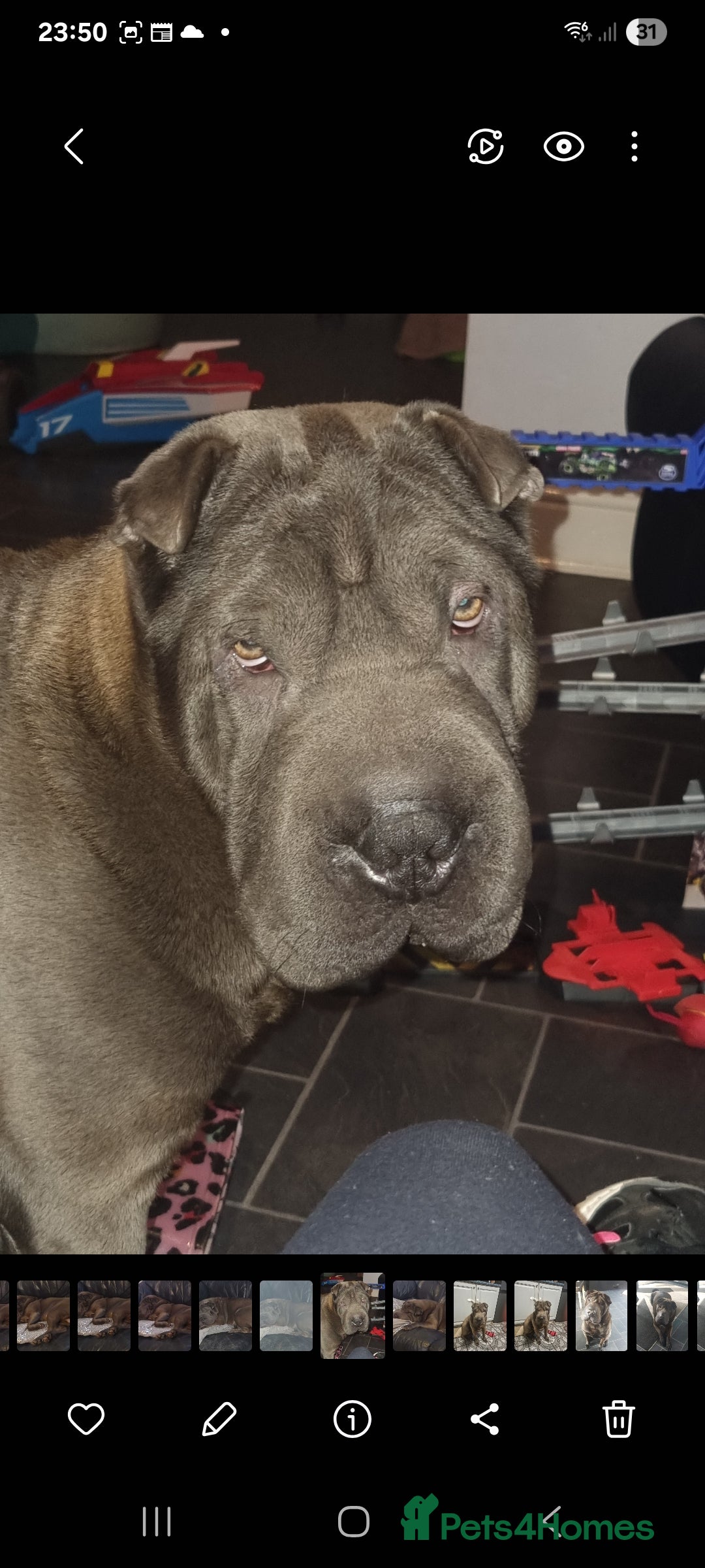 Shar Pei dogs for stud: Shar pei for stud - Image 6