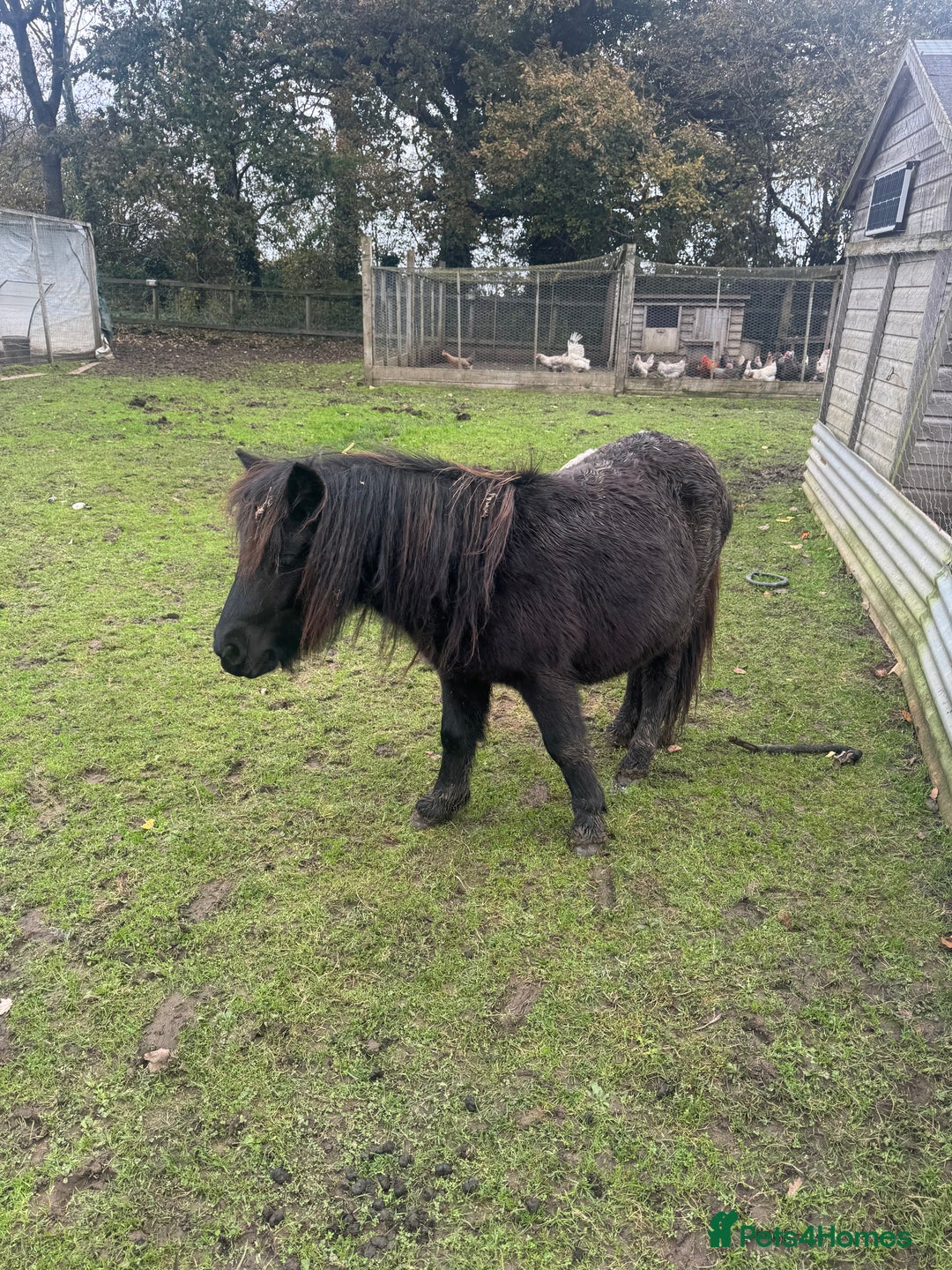 Shetland pony horses for sale: Teddy the Shetland pony gelding - Image 1
