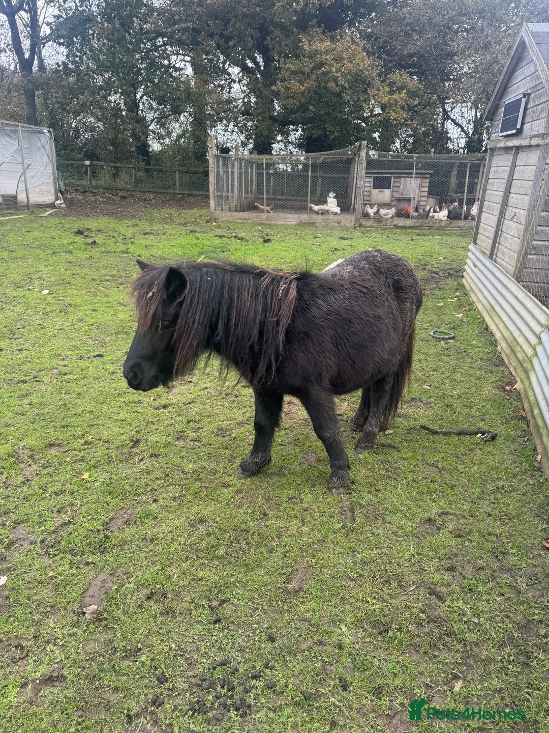 Shetland pony horses for sale: Teddy the Shetland pony gelding - Advert 1