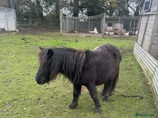 Shetland pony horses Teddy the Shetland pony gelding - Advert 2