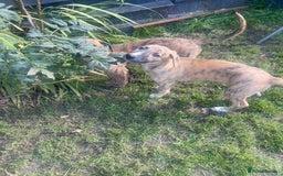 Mixed Breed dogs for sale: Bedlington whippet greyhound  - Image 5
