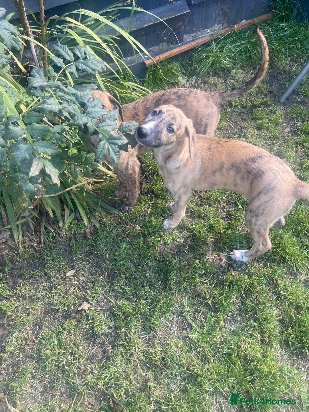 Mixed Breed dogs for sale: Bedlington whippet greyhound  - Image 5