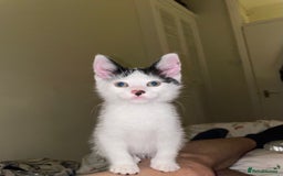 Mixed Breed cats for sale: Cute kitten  - Image 2