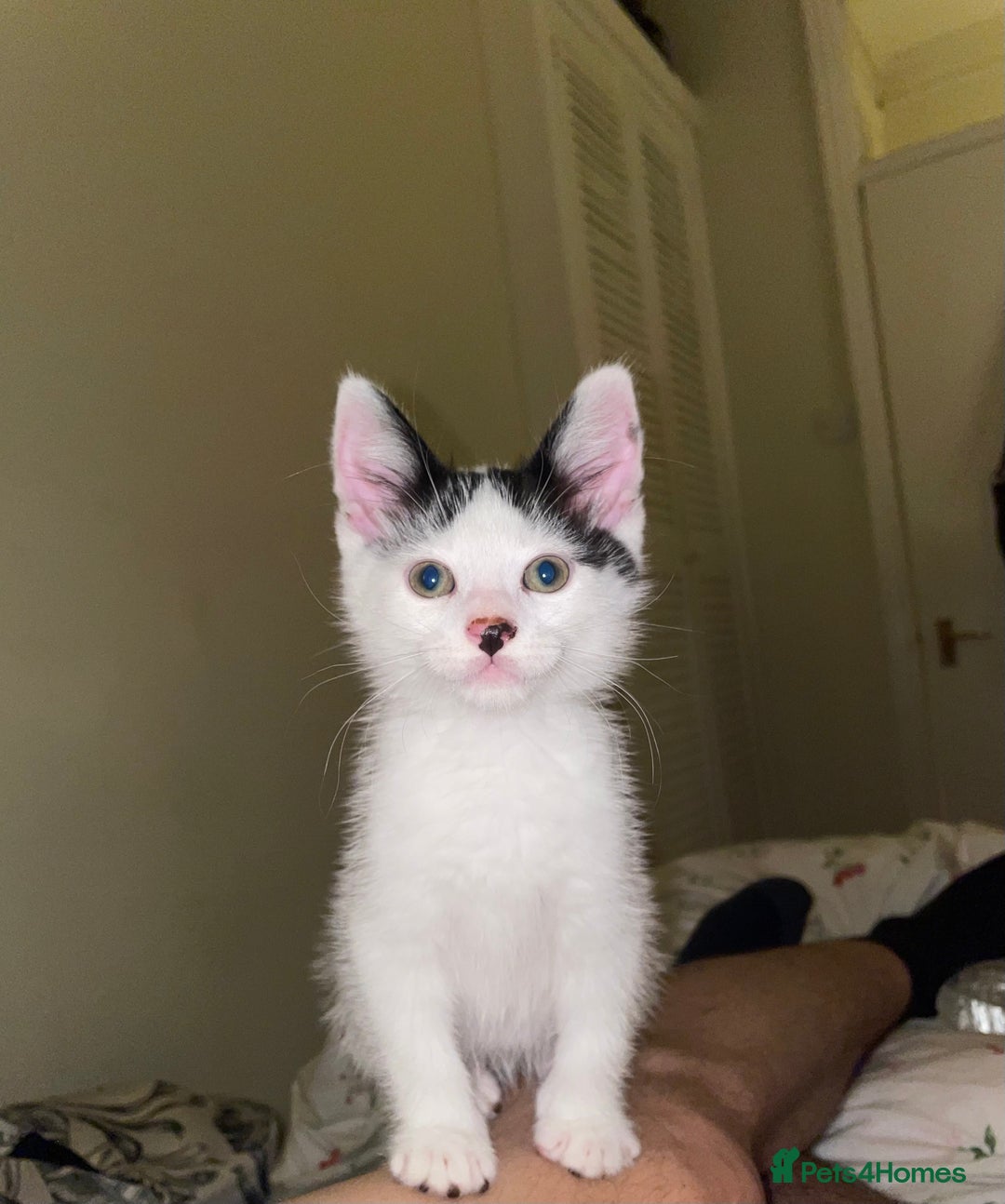 Mixed Breed cats for sale: Cute kitten  - Image 2