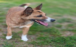 Mixed Breed dogs for adoption: 💖🐶 CLEO 🐶💖 - Image 6