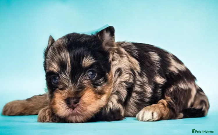 Yorkshire Terrier dogs - Advert 15