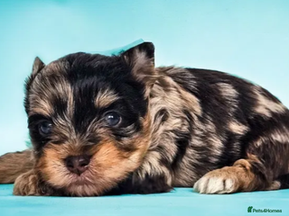 Yorkshire Terrier dogs - Advert 12