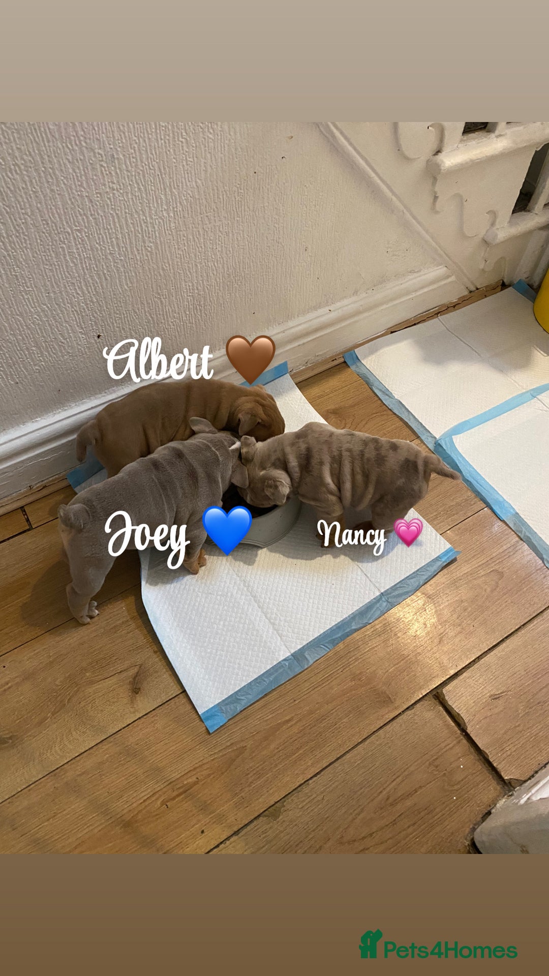 English Bulldog dogs for sale: English bulldog puppies  - Image 18