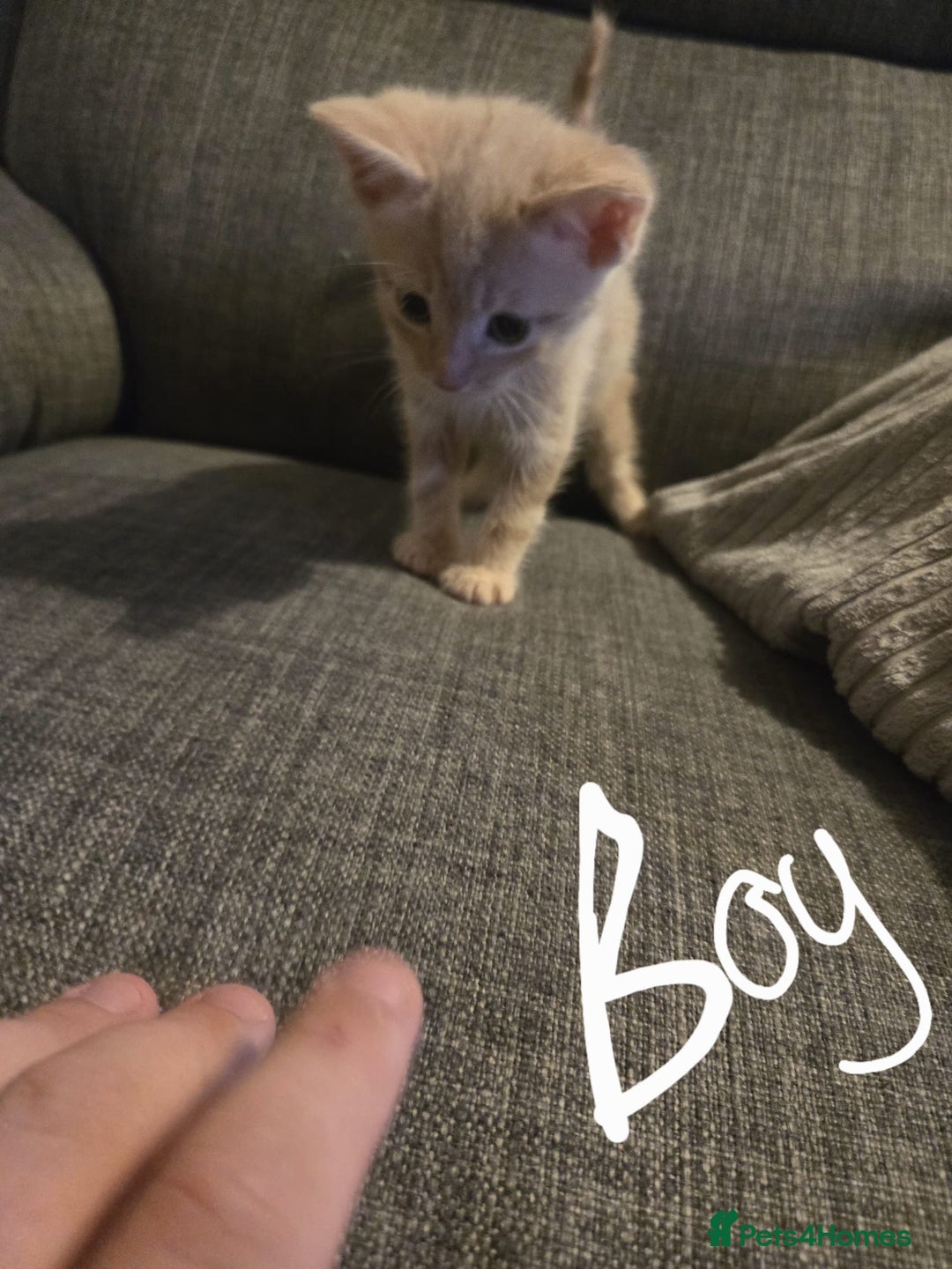 Domestic Shorthair cats for sale: Kittens  - Image 7