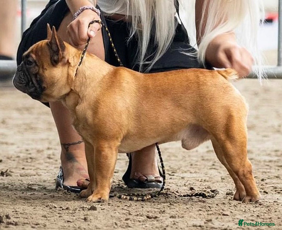 French Bulldog dogs for sale: Champion Sired Fawn / red fawn French bulldogs - Advert 23