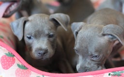 Staffordshire Bull Terrier dogs for sale: 🧸 Adorable Staffy puppies 🧸 - Image 18