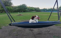 English Springer Spaniel dogs for sale: 🌟 Beautiful Springer Spaniel Litter - Image 22