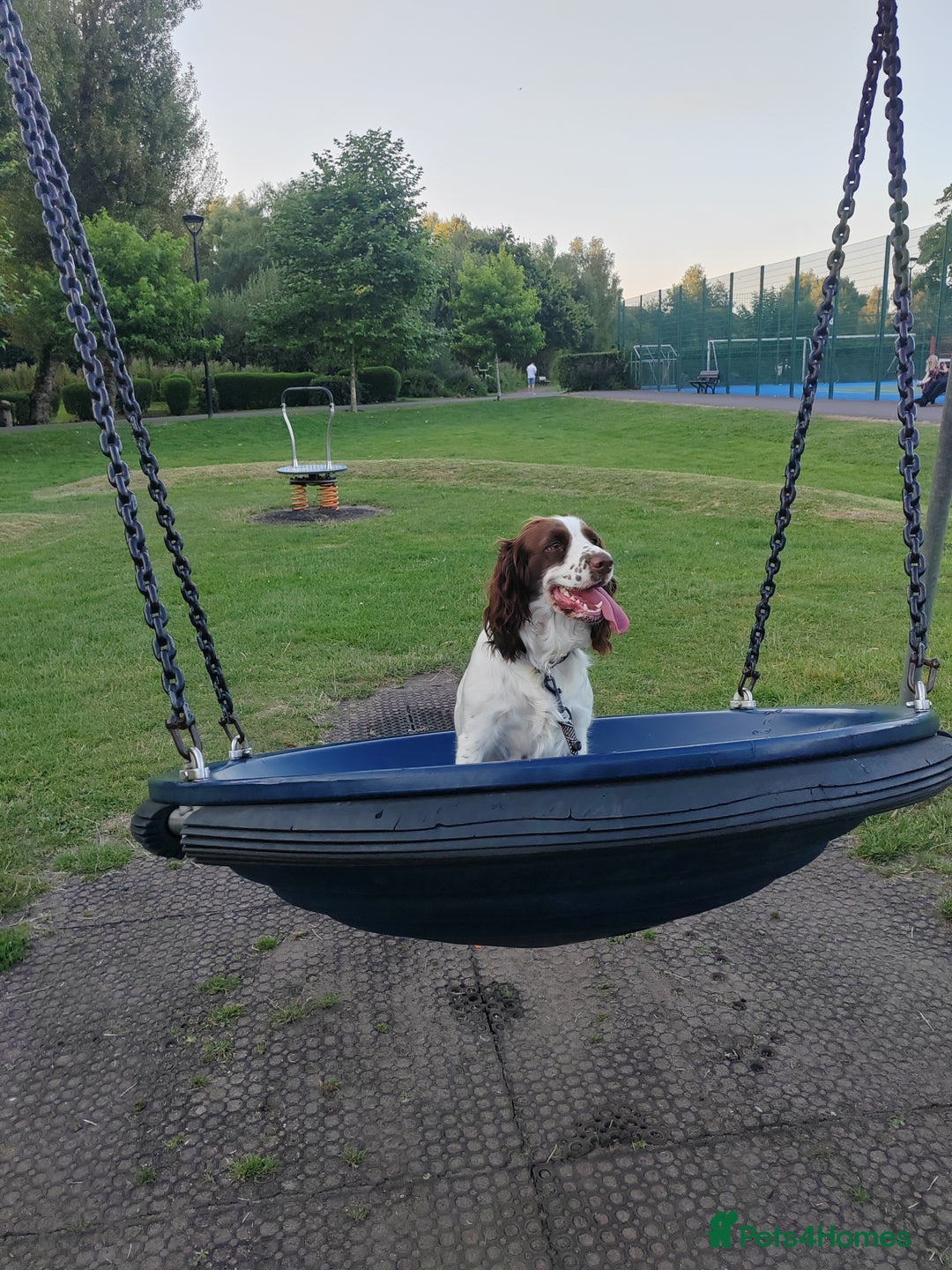English Springer Spaniel dogs for sale: 🌟 Beautiful Springer Spaniel Litter - Image 22