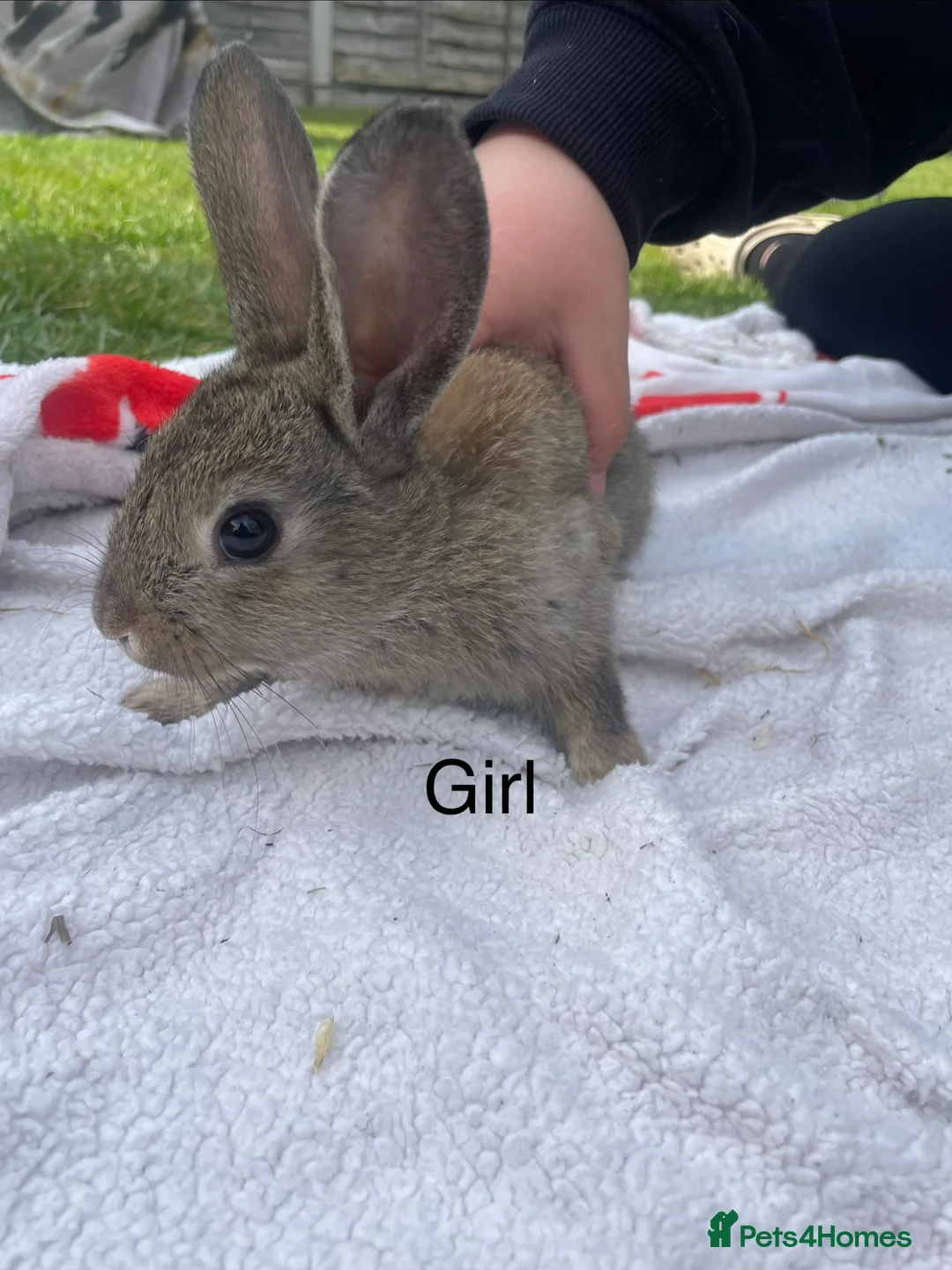 Mixed Breed rabbits for sale: Lop x Himalayan bunnies  - Advert 8