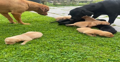 Labrador Retriever dogs - Advert 3