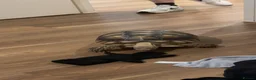 Tortoise reptiles for sale: 6 year old sulcata for sale  - Advert 9