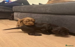 Cocker Spaniel dogs for sale: Cocker Spaniel Puppies- ready 17/12/25 - Advert 17