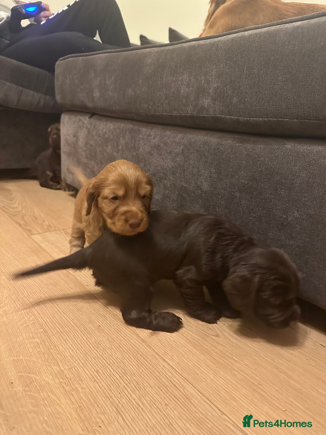 Cocker Spaniel dogs for sale: Cocker Spaniel Puppies- ready 17/12/25 - Advert 17