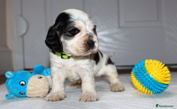 Cocker Spaniel dogs KC registered Show Cocker Spaniel  - Advert 12