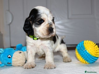 Cocker Spaniel dogs KC registered Show Cocker Spaniel - Advert 4