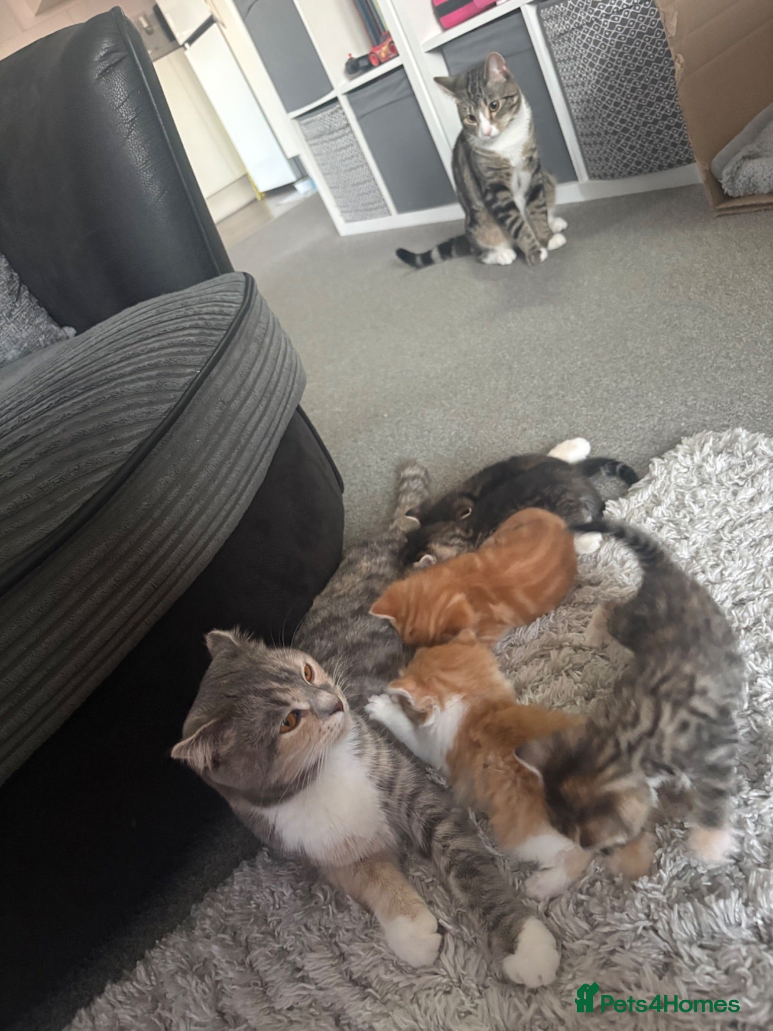 Mixed Breed cats Beautiful kittens for sale  - Advert 5