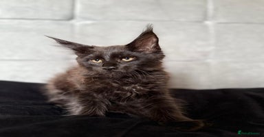 Maine Coon cats - Advert 3