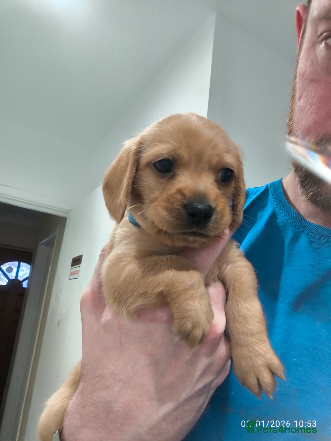 Mixed Breed dogs for sale: Red Miniature Dachshunds x WestiePoo - Advert 12