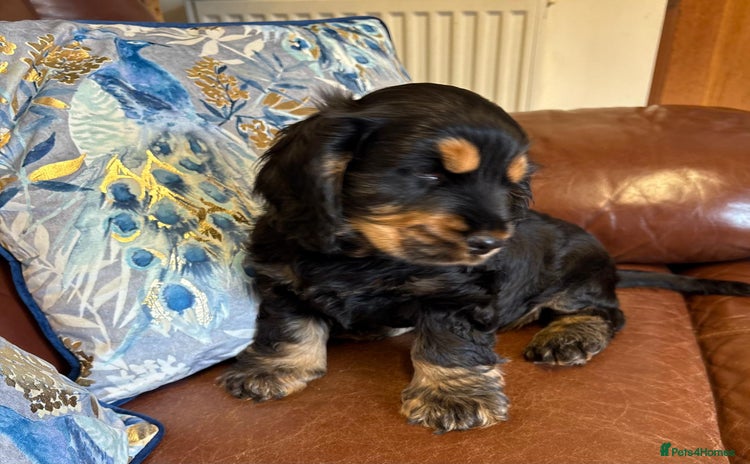 Cocker Spaniel dogs - Advert 3