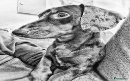 Dachshund dogs for stud: * STUD* Gorgeous daple dachshund  - Image 4