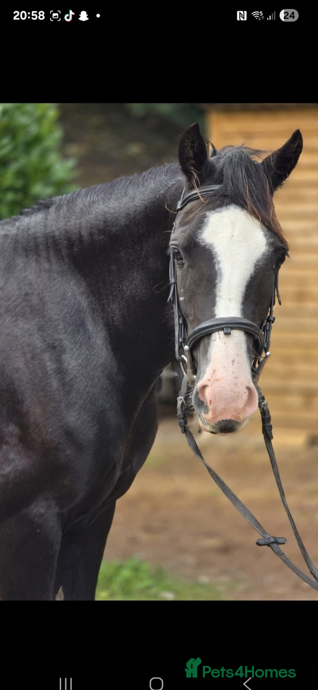 Welsh Section D horses for sale: Ebony - A 148 with huge potential !! - Image 9