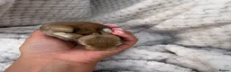 French Lop rabbits for sale: French lop X mixed kits - Advert 7