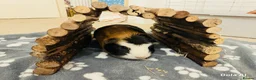 Guinea Pig rodents for sale: 🐹 Playful Guinea Pig Pair with Accessories  - Advert 5