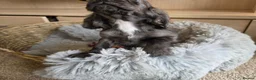 Cocker Spaniel dogs for sale: Working Type Cocker Spaniels - Advert 30