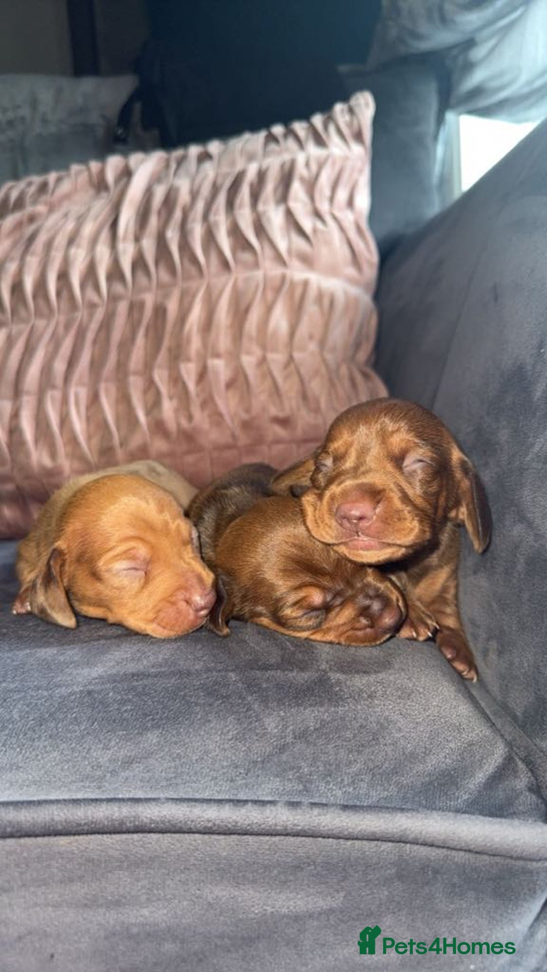 Miniature Dachshund dogs for sale: 3 gorgeous miniature daschunds - Image 14
