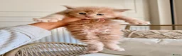 Maine Coon cats for sale: Stunning chunky Mainecoons  in Teignmouth - Advert 10