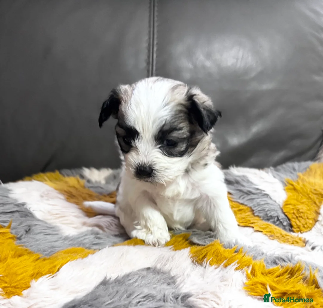 Malshi dogs for sale: Gorgeous Malshi girl & boys  - Advert 5