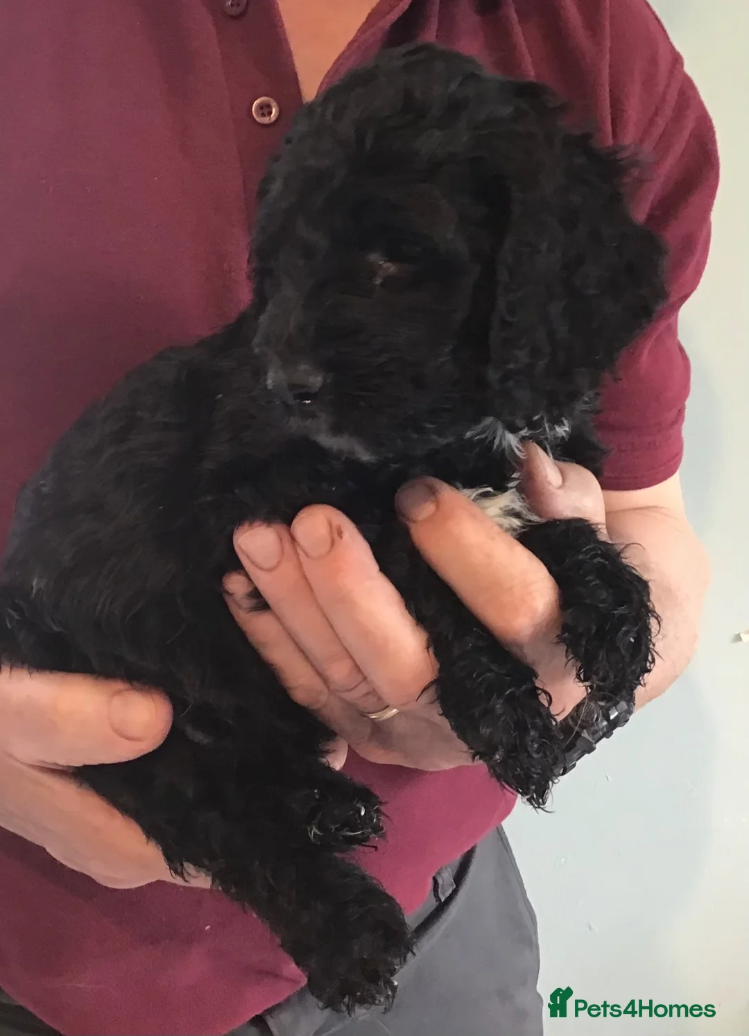 Cockapoo dogs for sale: SOMETHING SPECIAL..STANDARD COCKAPOO PUPPIES - Advert 29