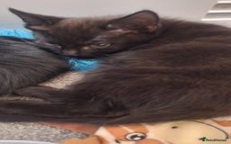 Bombay cats for sale: 3 black girl kitten - Image 3